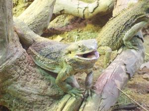 laughing lizard