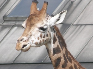 lovely giraffe